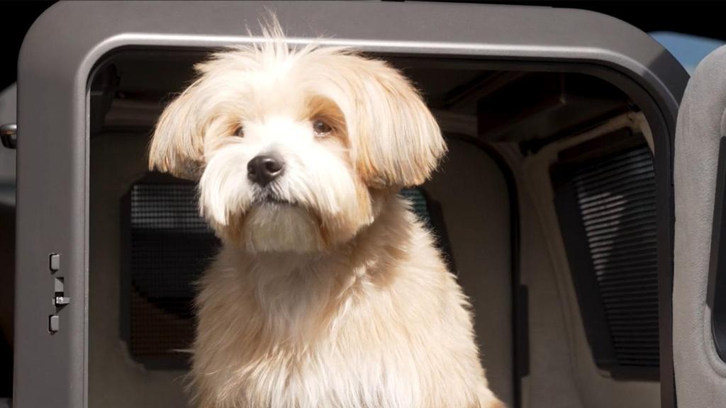 Un perro usando el asiento para coches Vomer