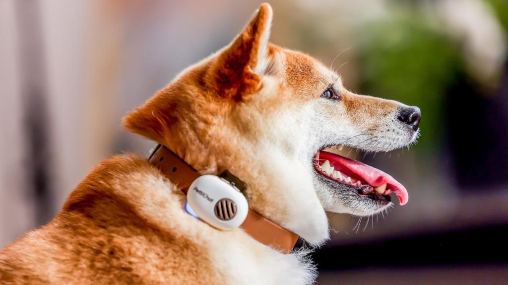 Un perro con el dispositivo adaptado al collar.