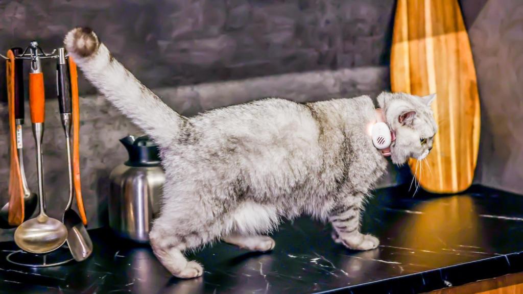 PettiChat se adapta también a collares de gatos.