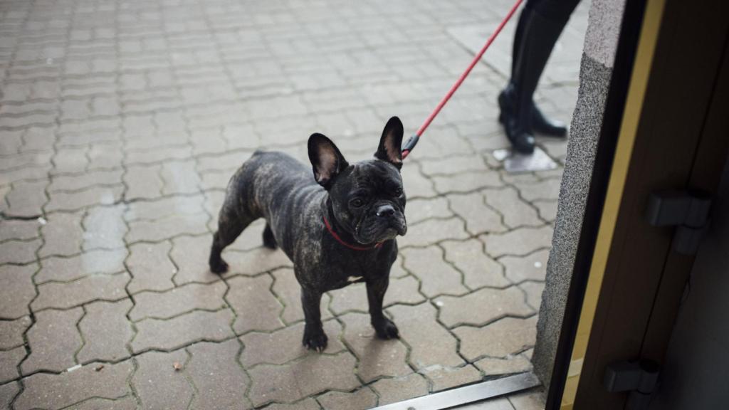 Perro atado en la puerta de un supermecado
