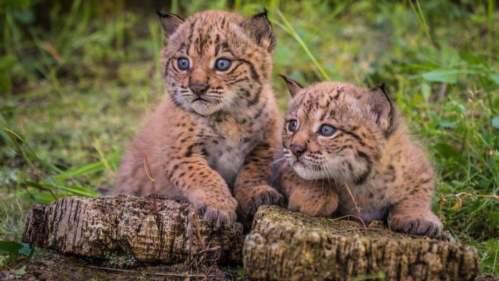 Imágenes de linces en el centro de  cría de Lince Ibérico.