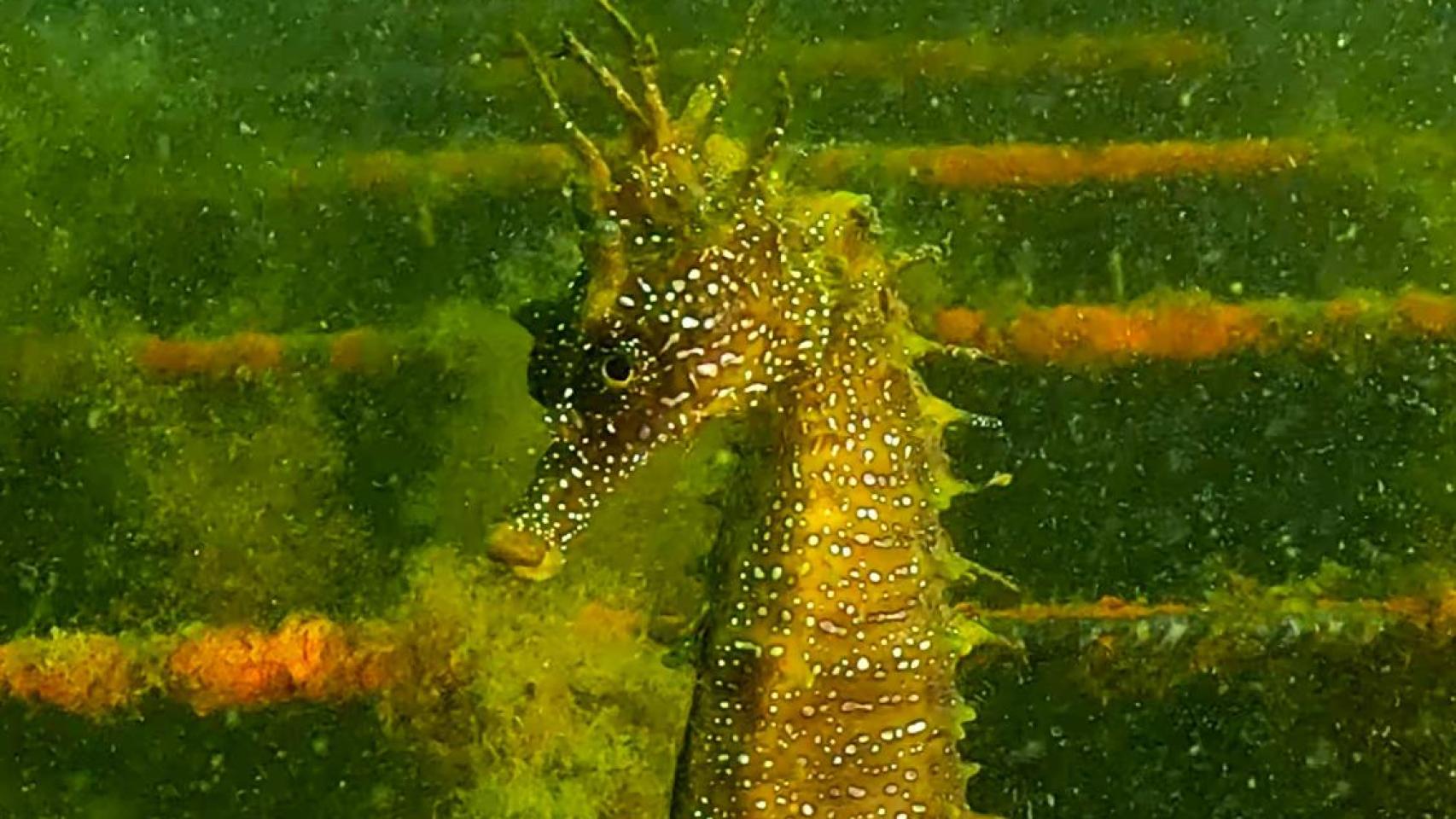 Caballito de mar recién llegado a la dársena de Portocultura del Puerto de Vigo