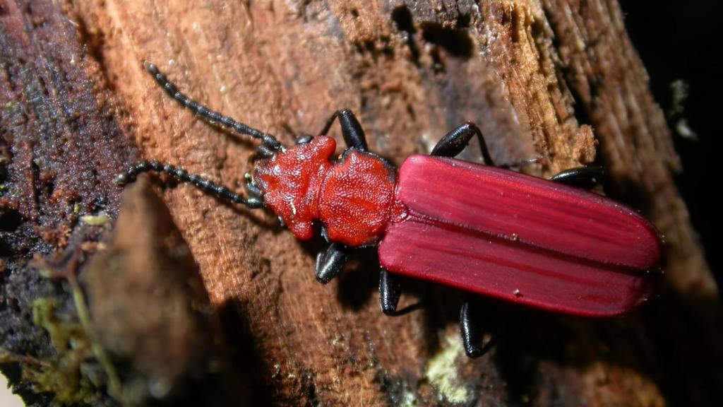 Cucujus cinnaberinus.