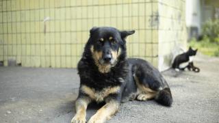 Un perro.
