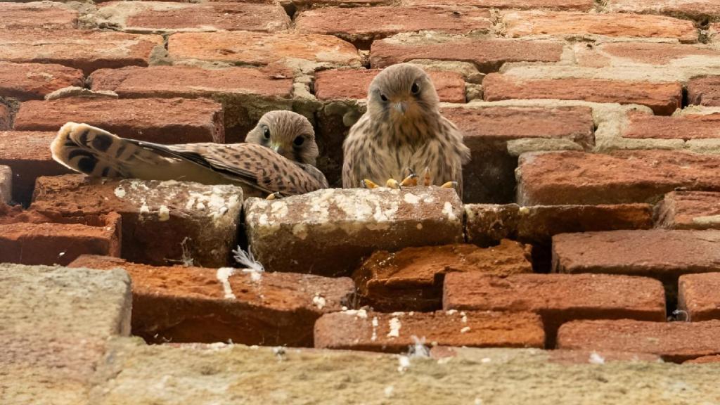 Dos aves.