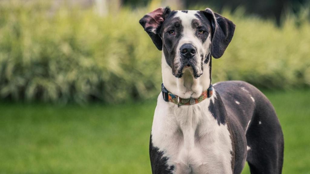 Un estudio en EE.UU. prueba la primera pastilla para alargar la vida de perros de razas grandes