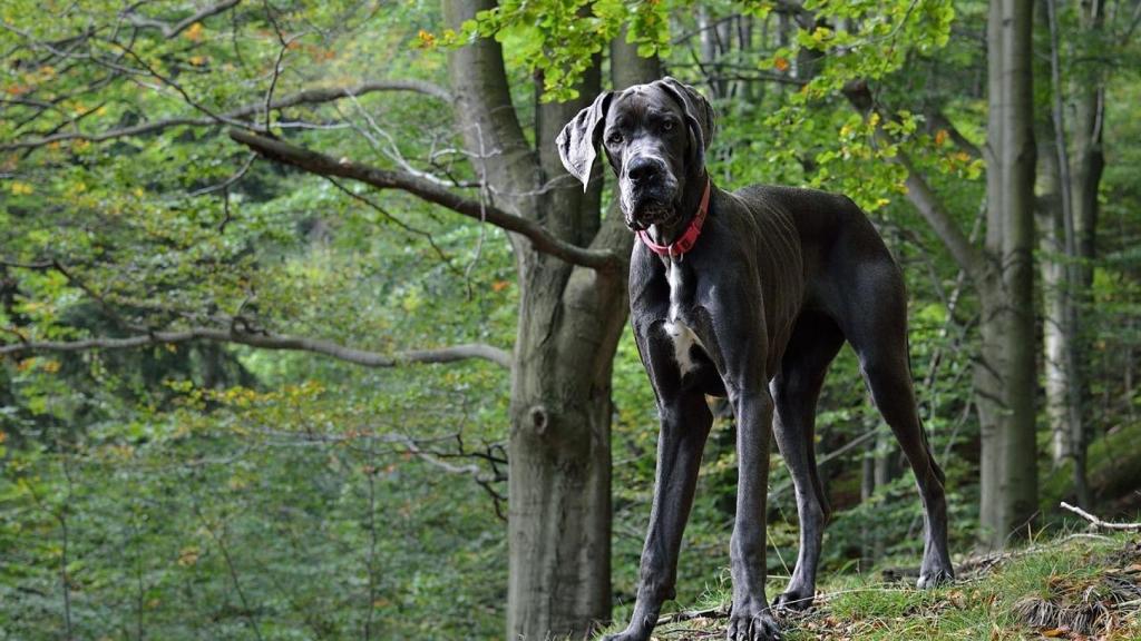 Encuentran la llave para alargar la vida de los perros de razas grandes.