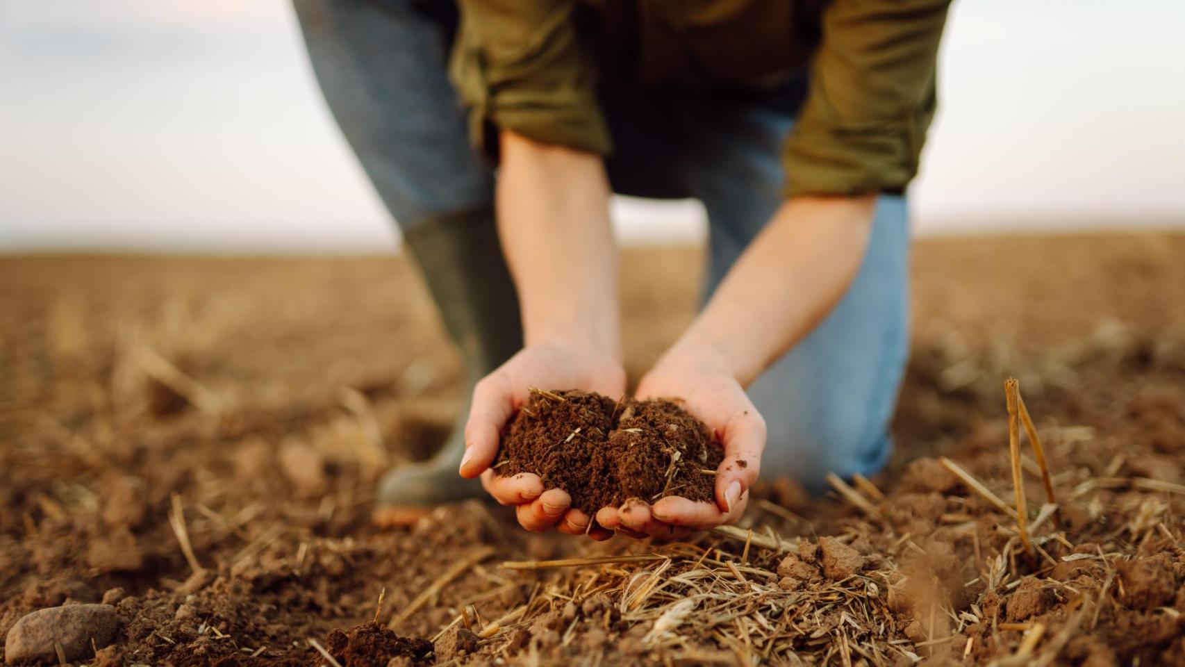 Un agricultor evalúa la calidad del suelo antes de la siembra de semillas.