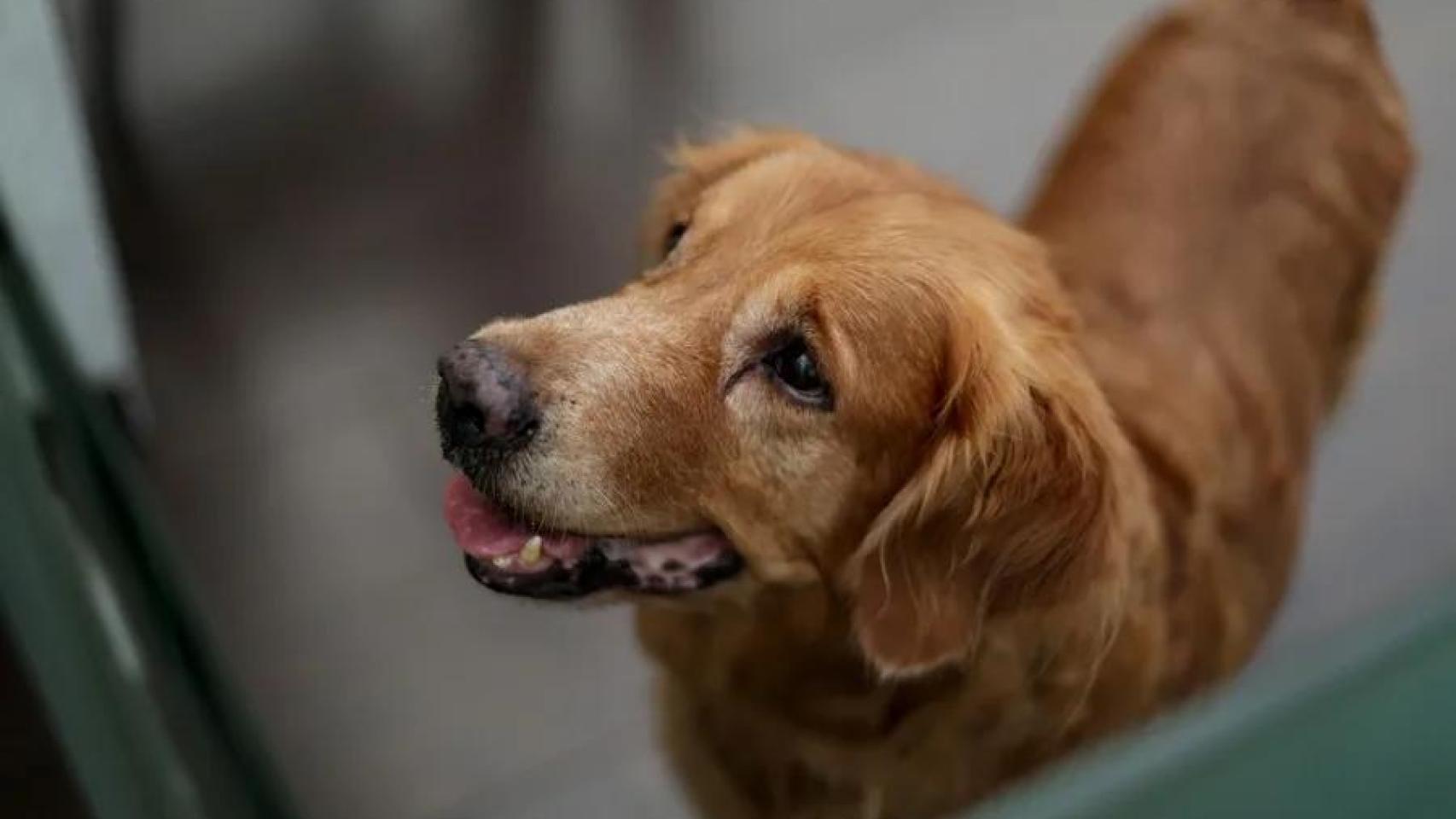 Imagen de archivo de un golden retriever.