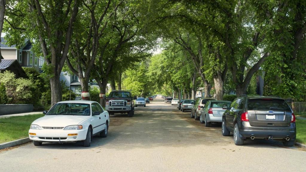 Coches estacionados debajo de árboles.