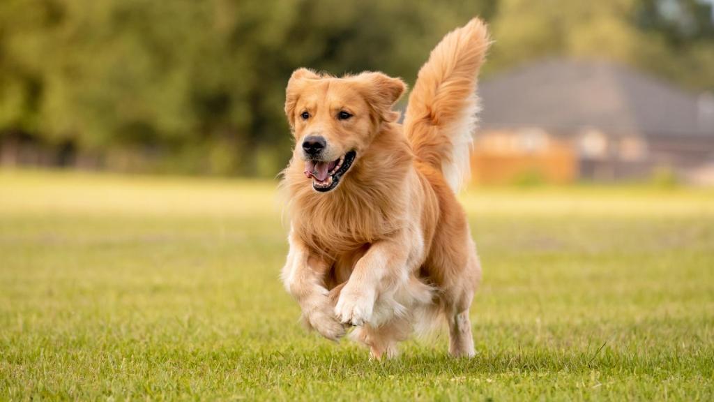Italia da una lección a España: perros y gatos pueden donar sangre para salvarse en situaciones de emergencia
