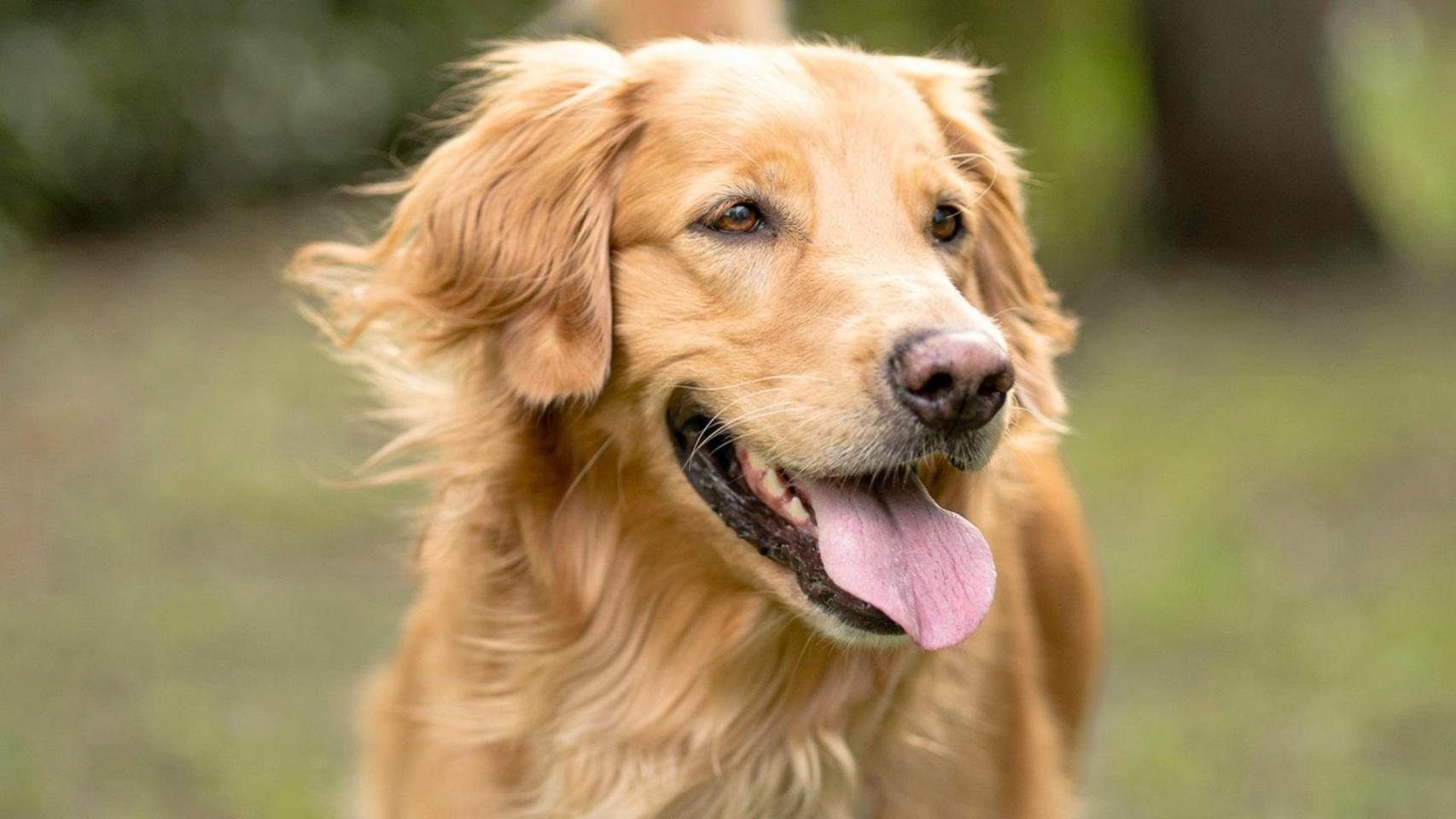 Un estudio revela la existencia de genes compartidos entre golden retrievers y humanos ligados a las emociones