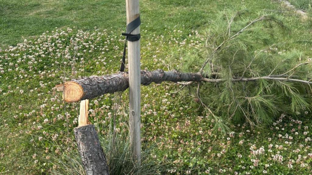 Imagen de uno de los pinos talados en Azuqueca de Henares.