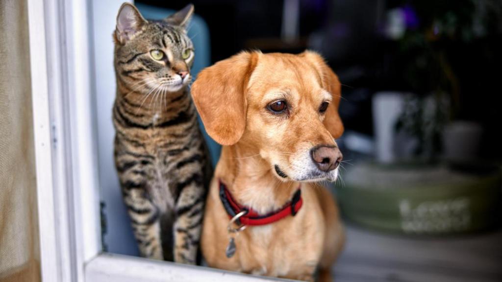 Un perro y un gato.