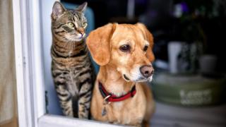 Un perro y un gato.