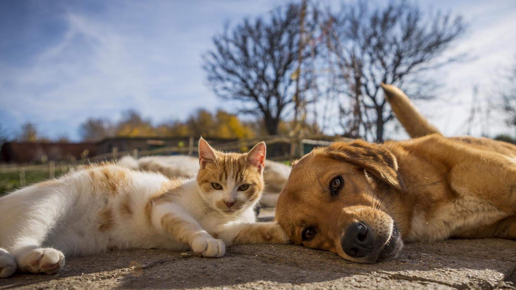 Un perro y un gato.