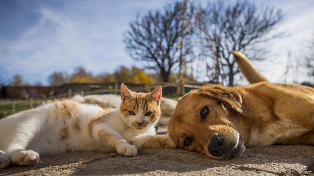 Un perro y un gato.