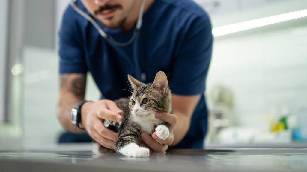 Imagen de ilustración de un gato en el veterinario.