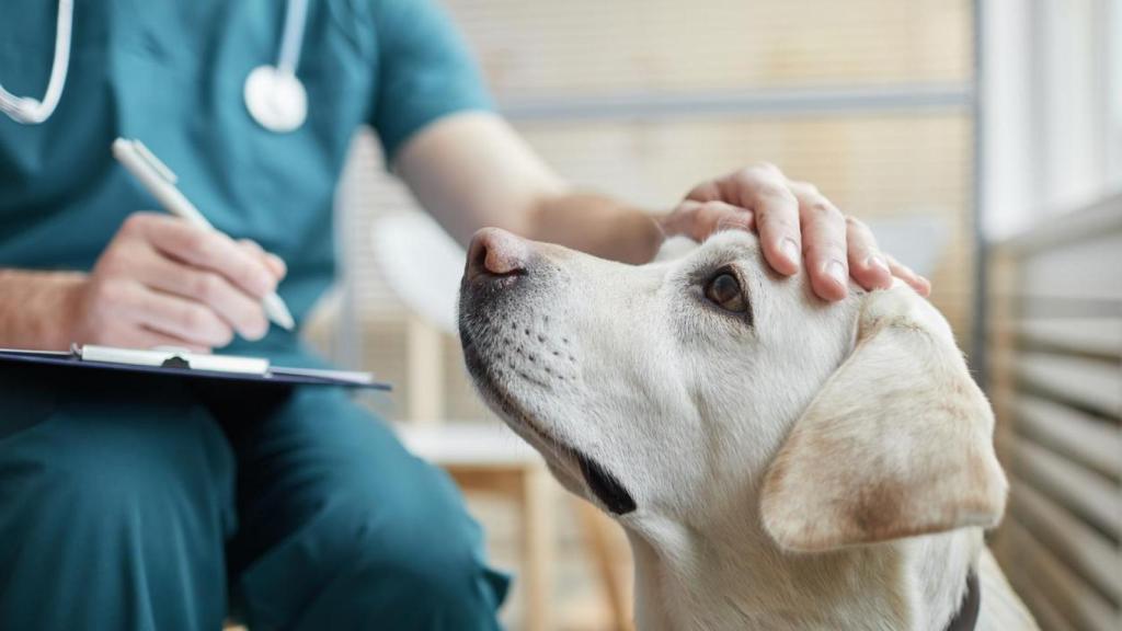 Imagen de ilustración de un perro en el veterinario.