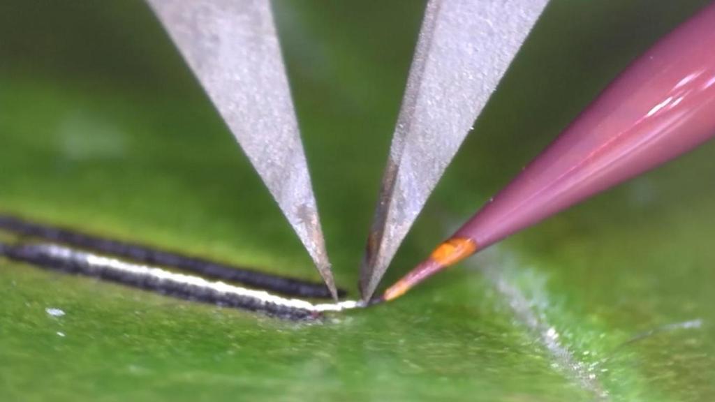 Impresión de un circuito en la hoja de una planta