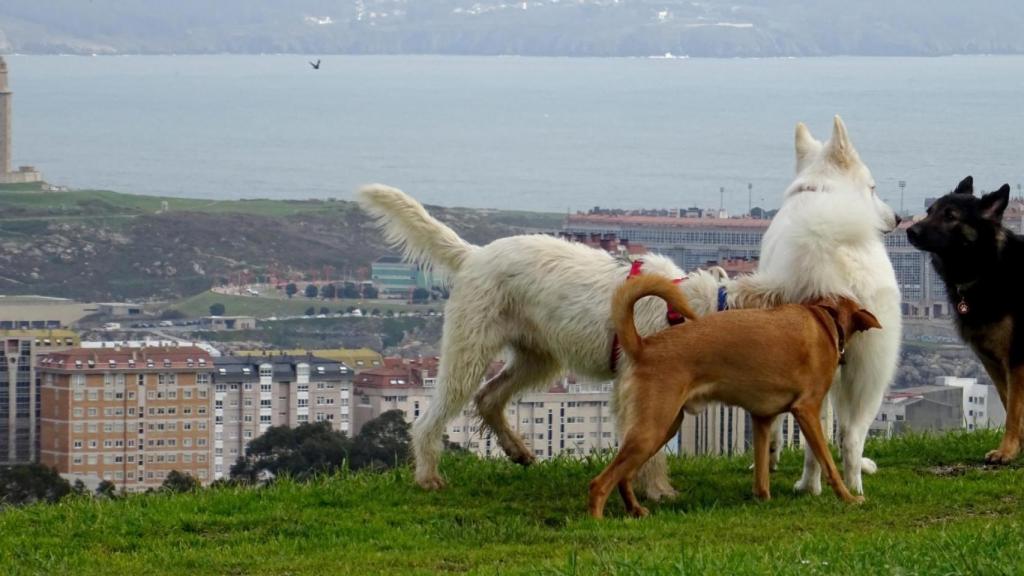 Perros en A Coruña