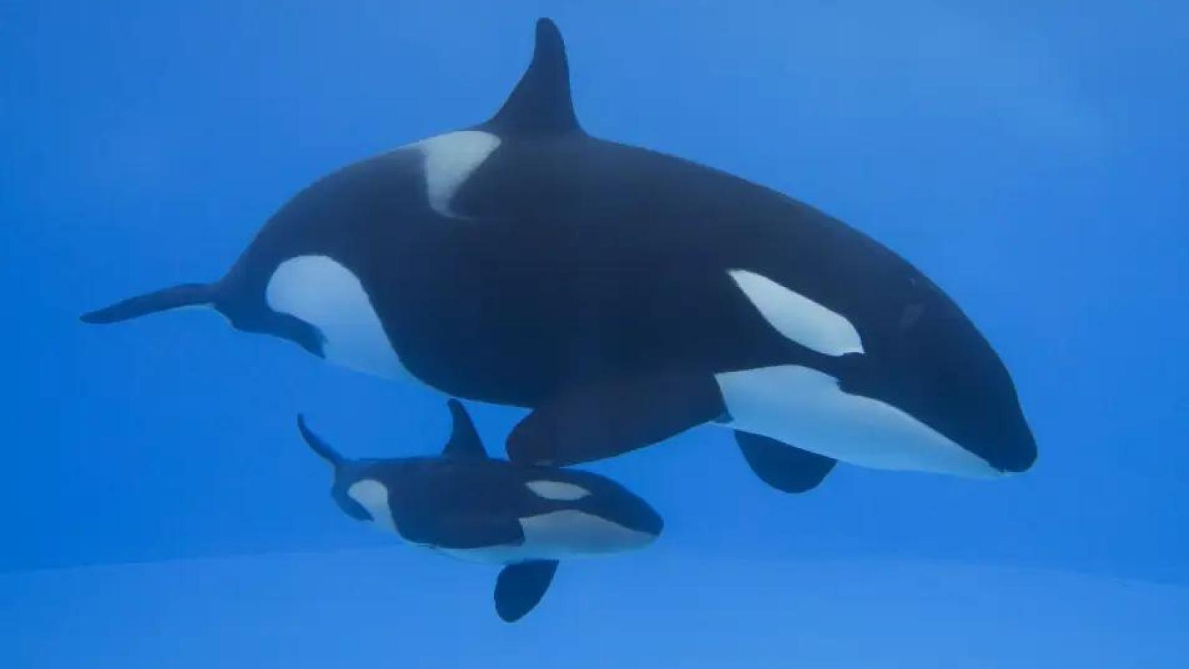 Morgan y Temo, las orcas del Loro Parque.