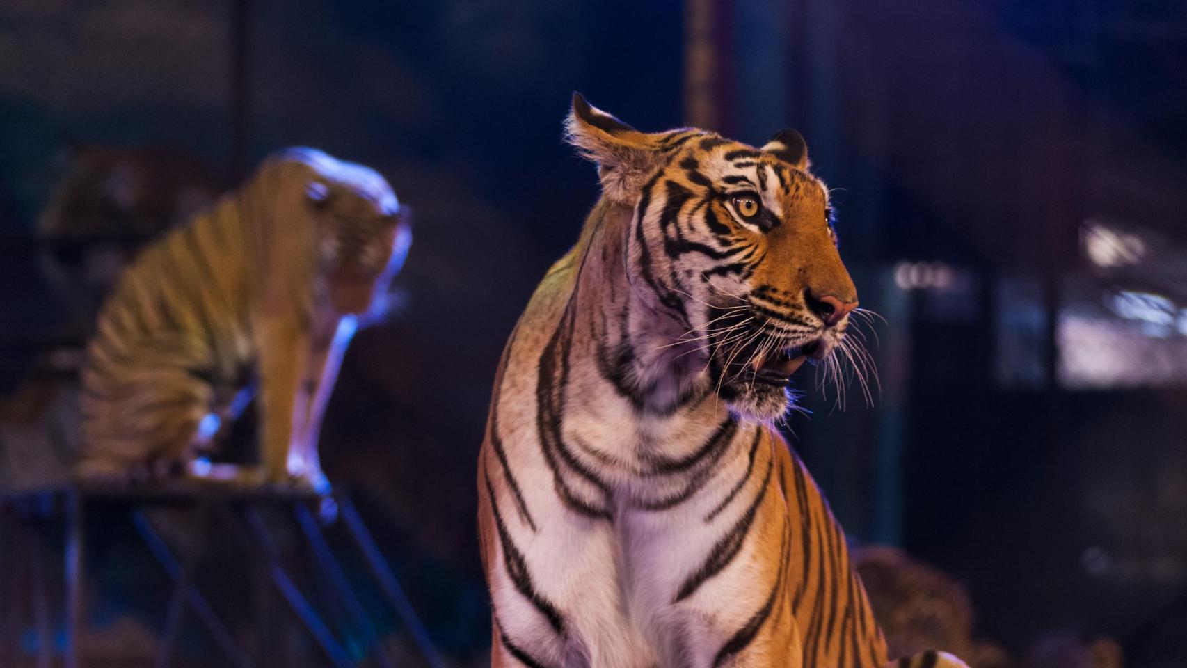 Un tigre en un circo.
