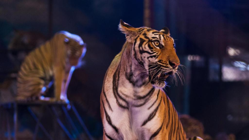 Un tigre en un circo.