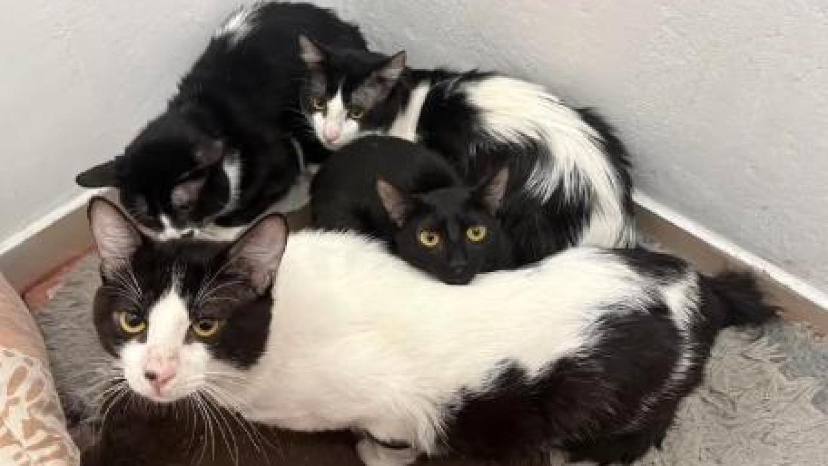Proyecto Gato, colapsado tras acoger 23 gatos de un desahucio en Vigo: Cualquier ayuda supone muchísimo
