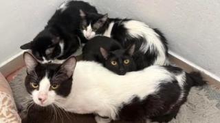Proyecto Gato, colapsado tras acoger 23 gatos de un desahucio en Vigo: Cualquier ayuda supone muchísimo