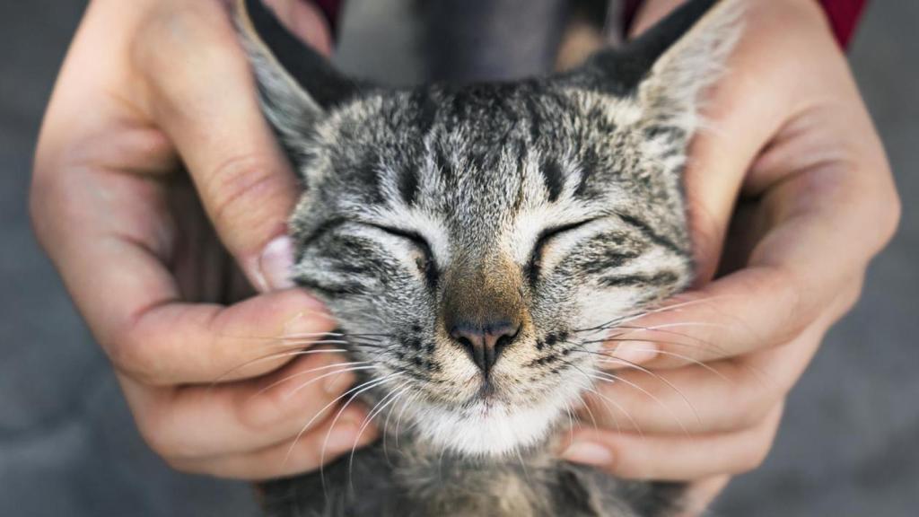 Un gato.