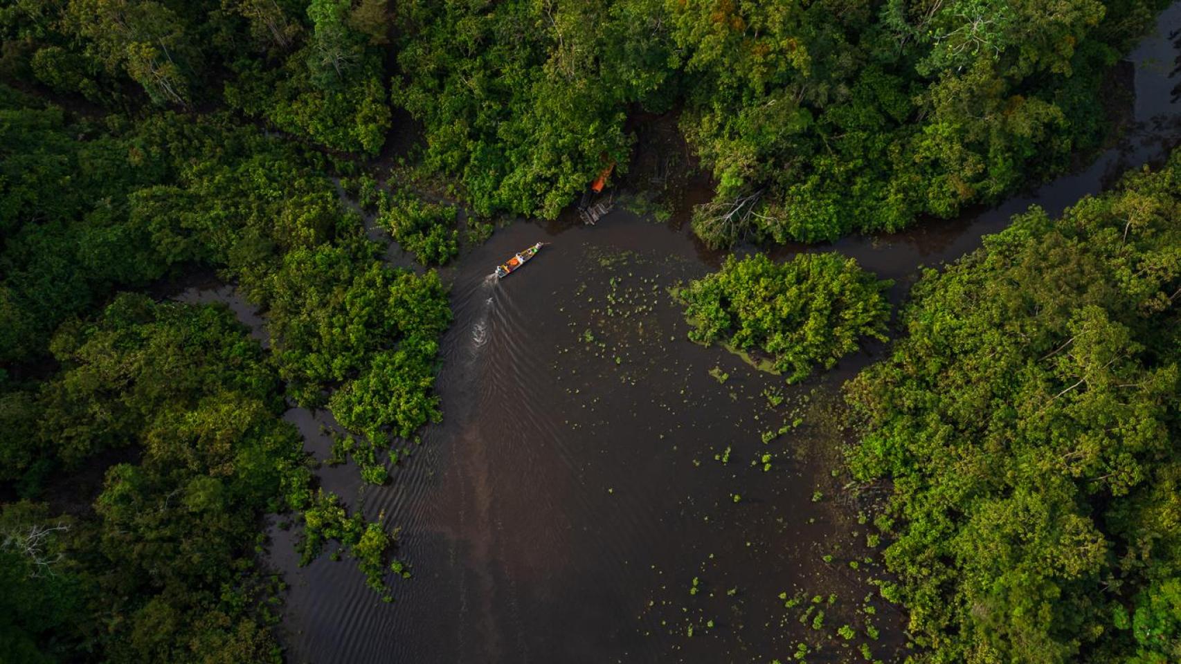 Imagen de los bosques inundables del río Nanay en la Amazonía Peruana.