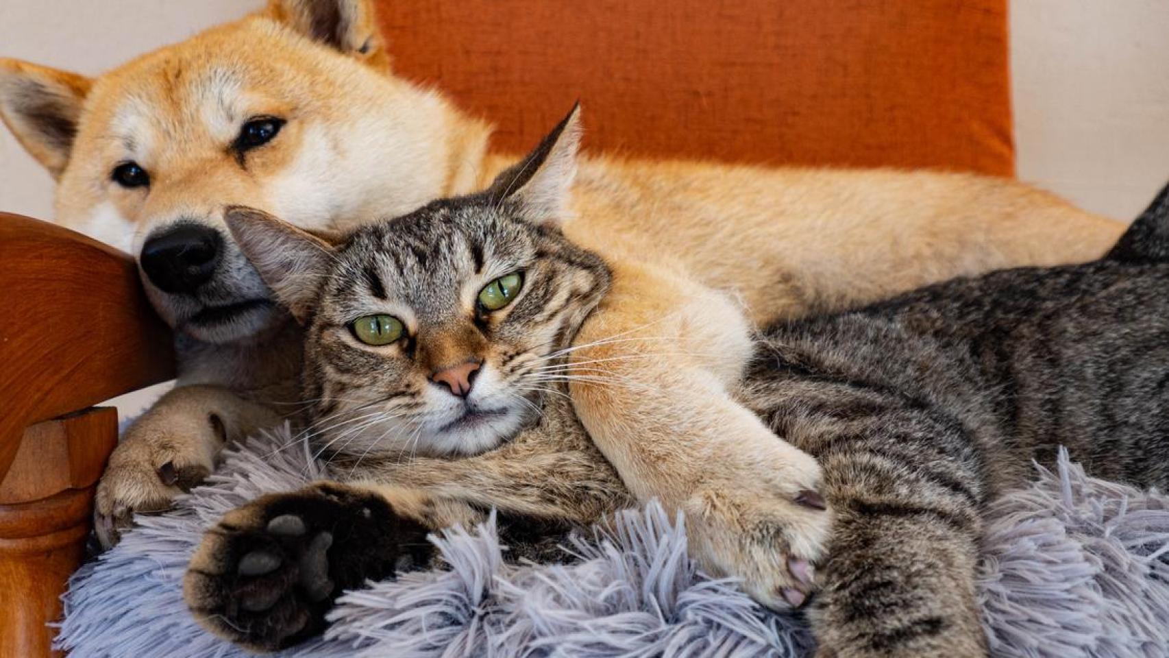 Un perro y un gato.