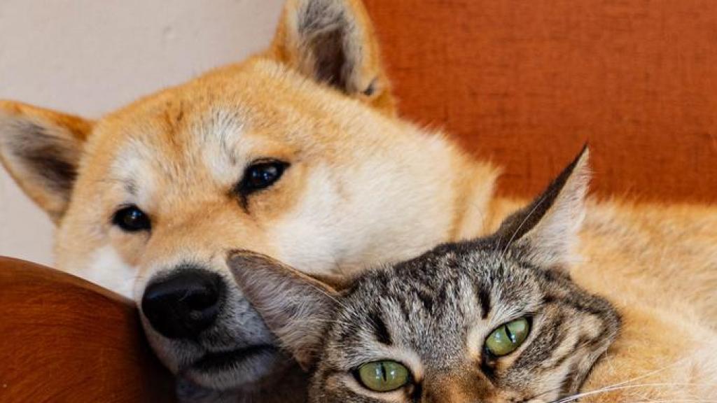 Un perro y un gato.