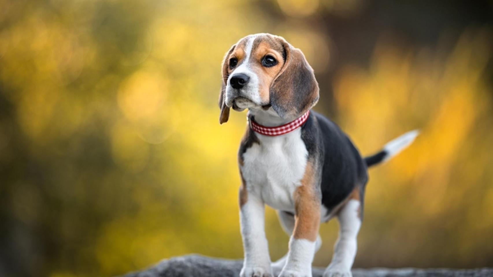 EEUU confirma con un estudio las graves consecuencias del abandono en la salud mental de los perros