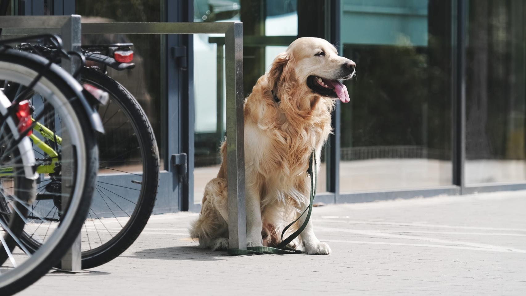 Un perro atado en la puerta de un comercio, en una imagen de Shutterstock.