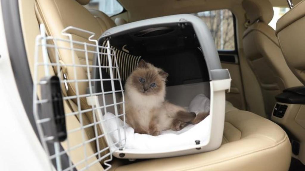 Imagen de un gato viajando en un coche.