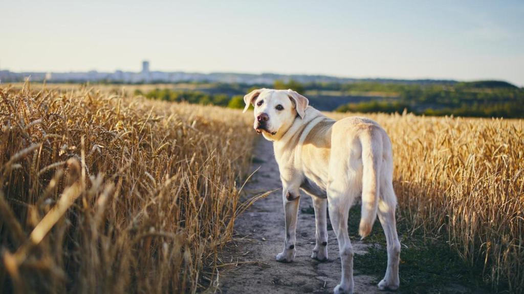 Un perro en un campo.