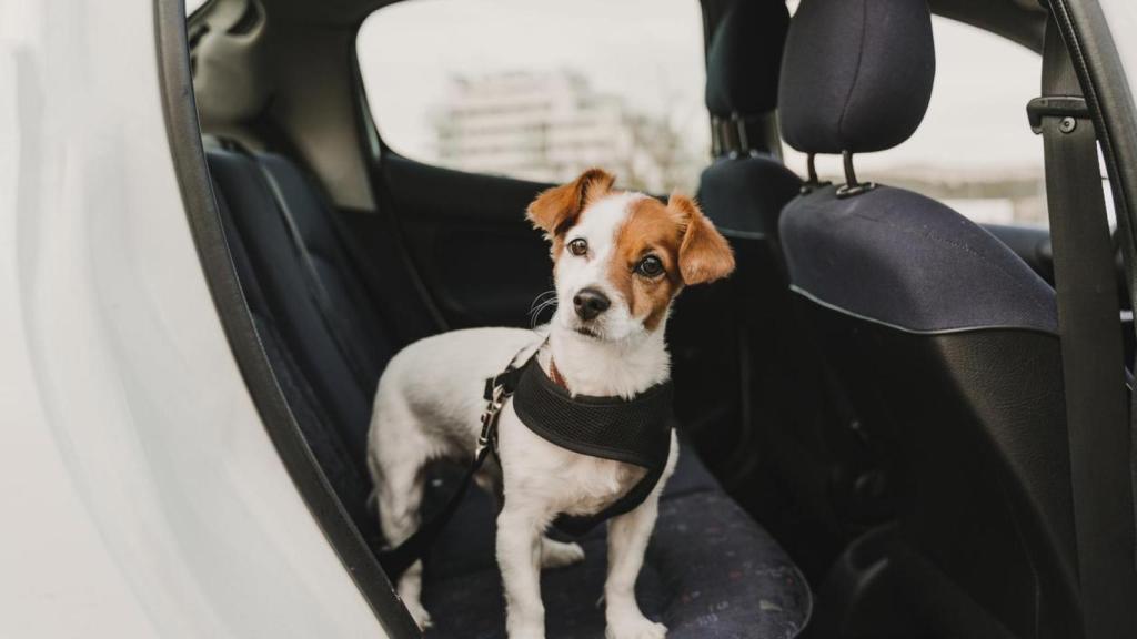 Imagen de un perro atado en un coche.