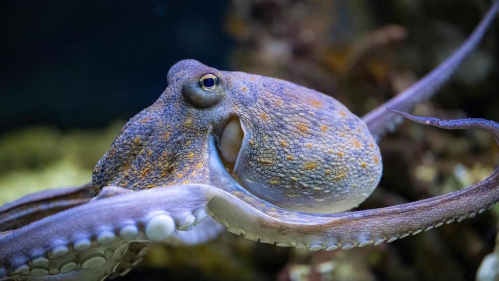 Un pulpo.