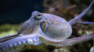 Un pulpo.