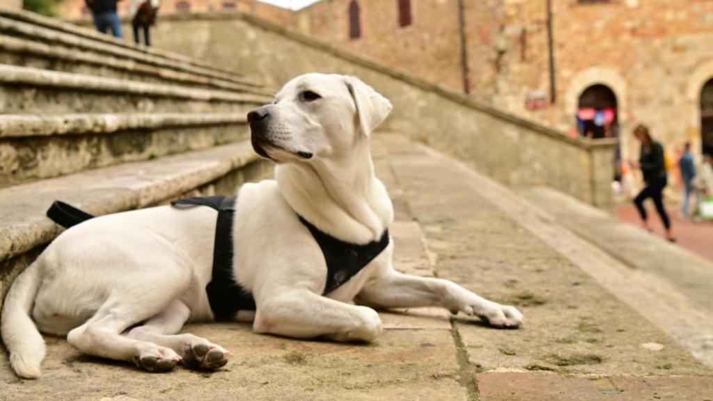 Un perro en un pueblo.