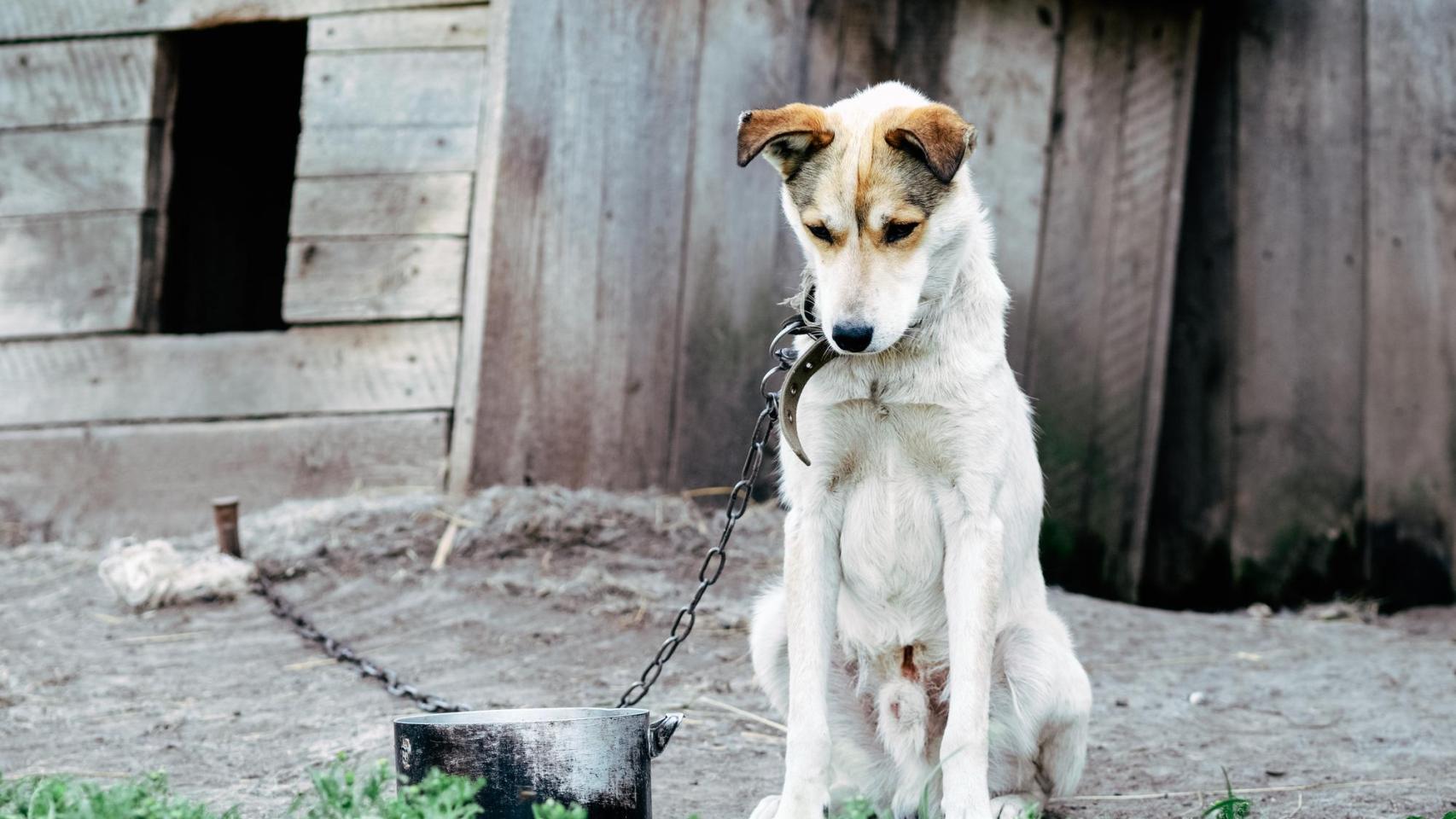 Un perro encadenado.