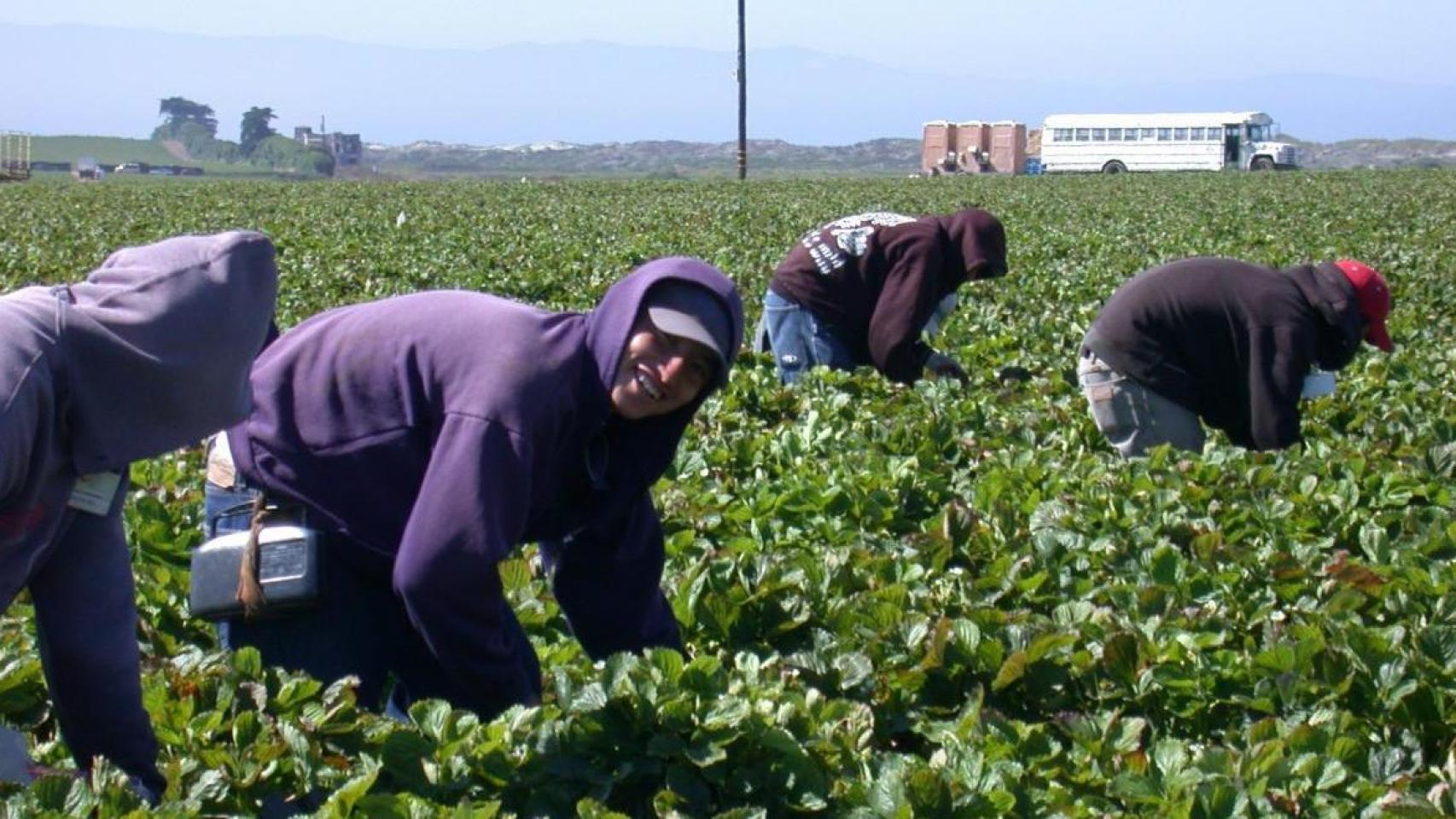 Inmigrantes trabajando en el campo