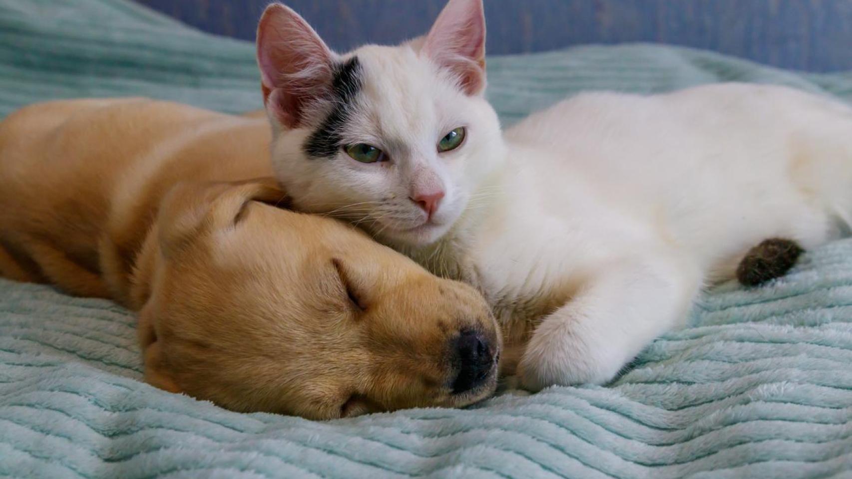 Un perro y un gato.