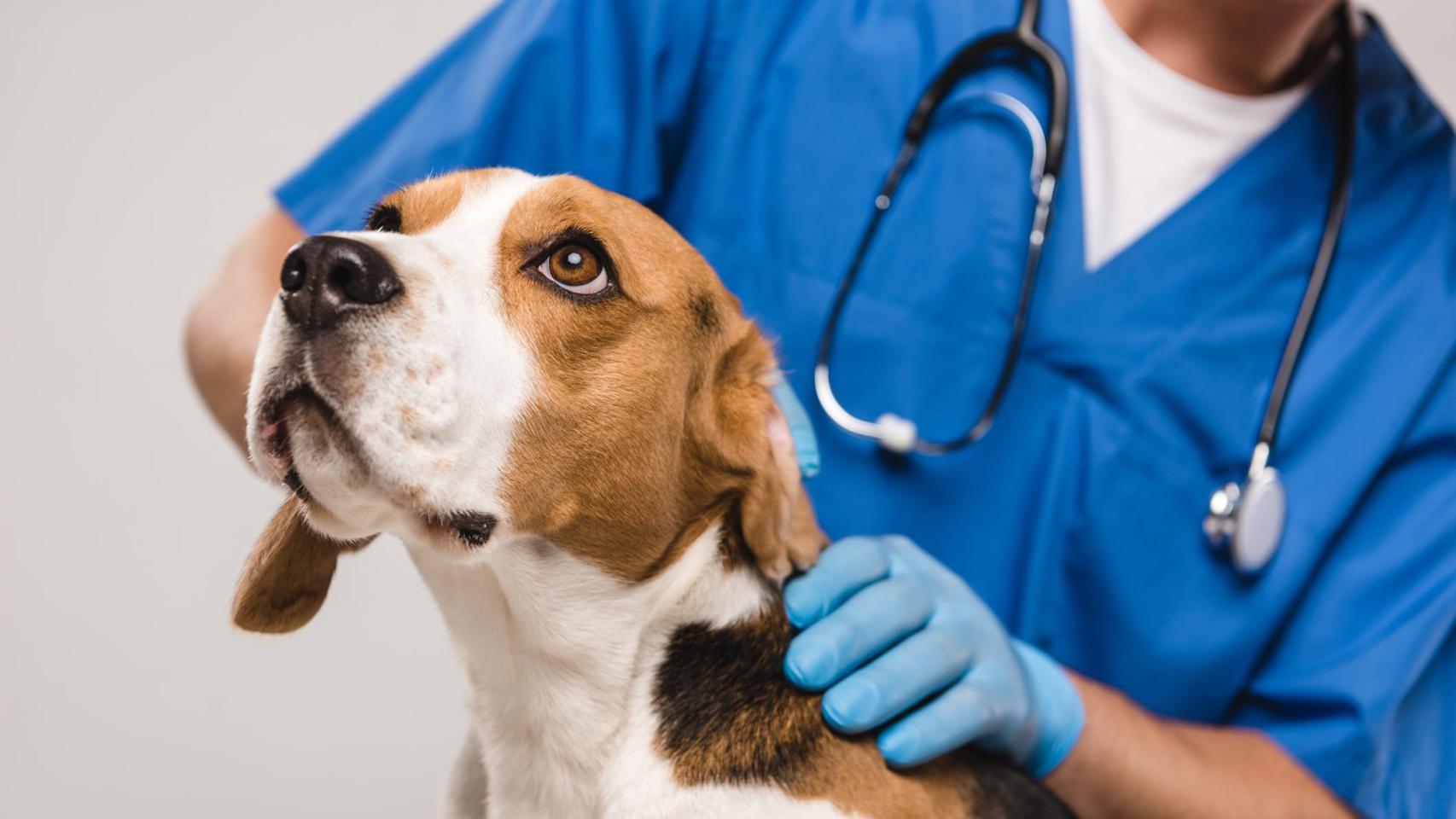 Un veterinario con un perro.
