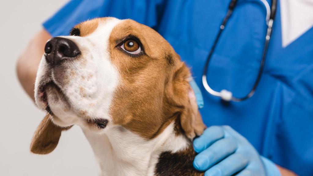 Un veterinario con un perro.