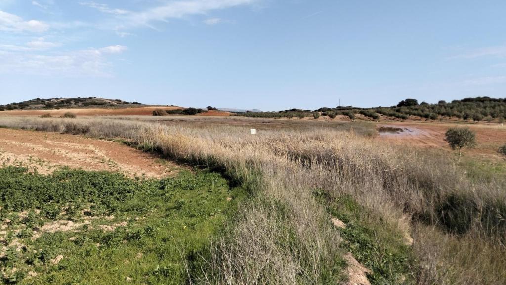 Fotografía de la Laguna de Camuñas en Campillos.