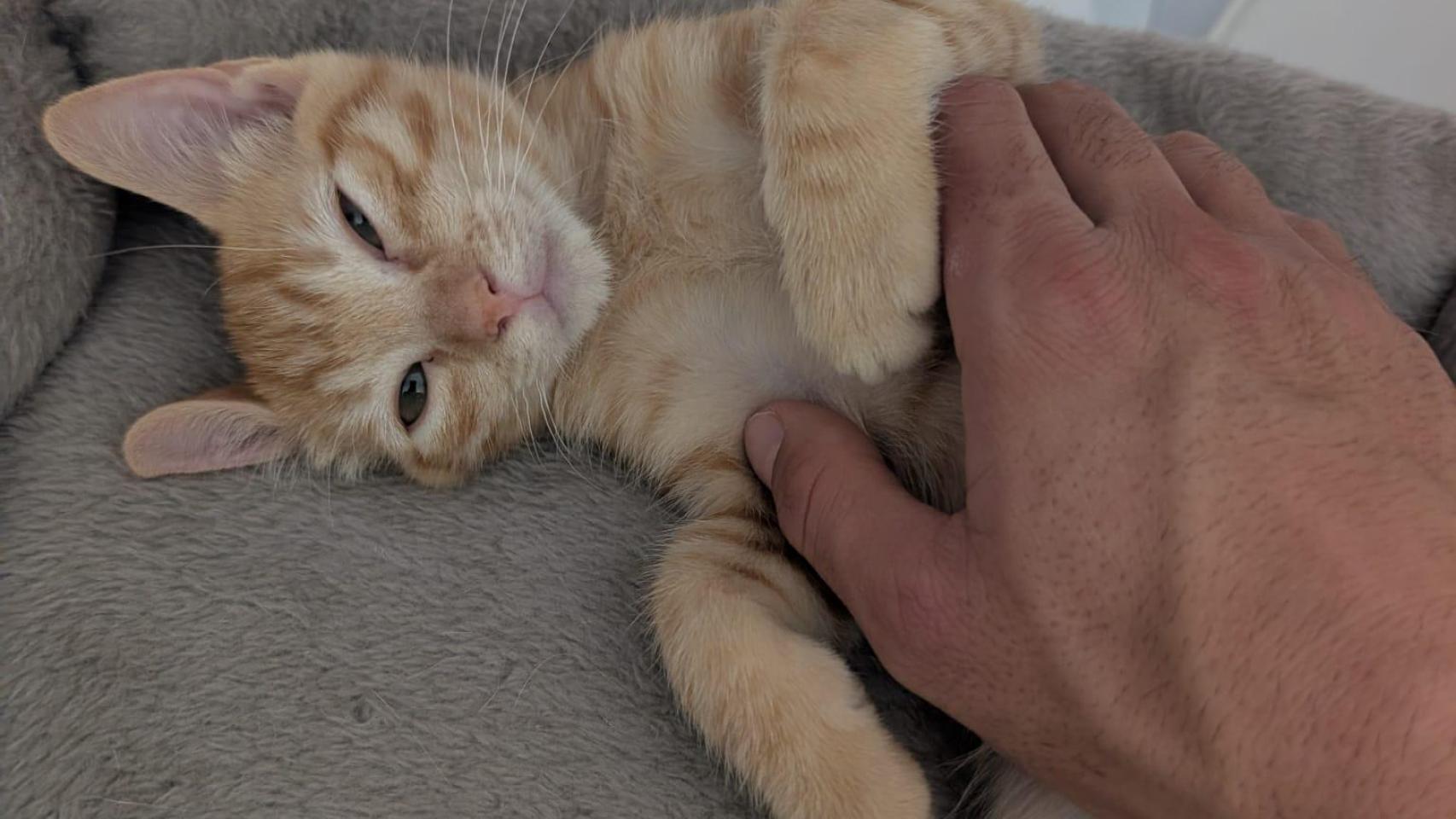 Un gato naranja.