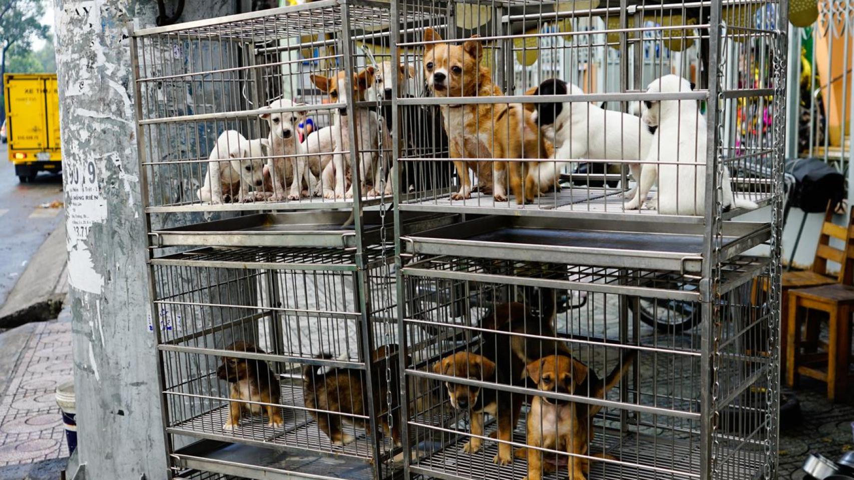 Perros enjaulados.